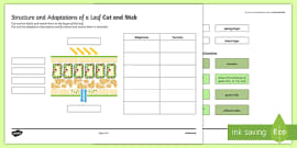 Photosynthesis KS2 Worksheet PDF