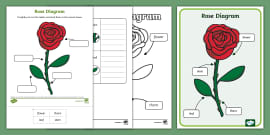 Daisy Diagram Pack (teacher made) - Twinkl
