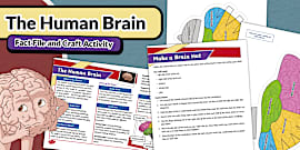 Human Organs Fact File Pack - KS2