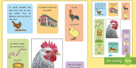 Grand poster : Le cycle de vie de la poule (teacher made)