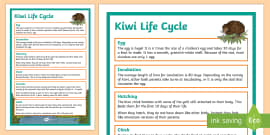 Hector's and Maui's Dolphin Life Cycle Display Posters