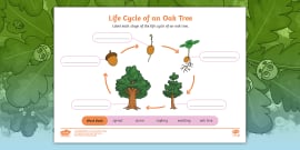 What Is An Oak Tree? 