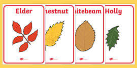 Identifying Trees Display Posters (teacher made) - Twinkl