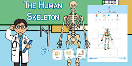 Labelling the Human Skeleton Activity Sheet - Twinkl