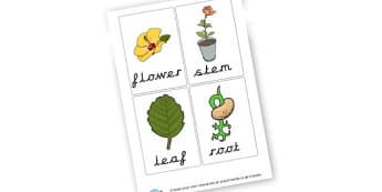 Basic structure of a variety of flowering plants