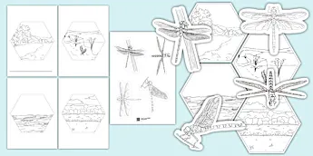 Dragonfly Art Activities | twinkl.co.uk