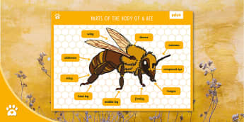Art Bee World Poster | Gallery Twinkl Day Bees the Save