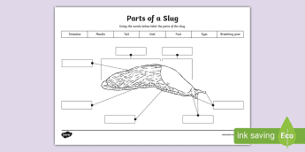 Slug Flash Card.pdf Anatomy Resources | twinkl.co.uk