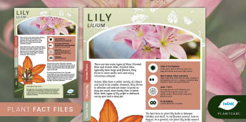 Garden Plant Fact File: Lily, Lilies, Plants, Plantcare