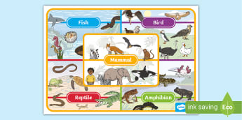 Animals For Kids | KS1 Primary Activities | Twinkl - Twinkl