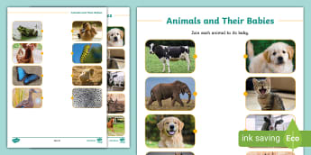Animals and Their Babies Photo Matching Worksheet