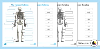 https://images.twinkl.co.uk/tw1n/image/private/t_345/image_repo/0b/3d/human-skeleton-labeling-scientific-names-activity-us-s-1673284692_ver_2.jpg