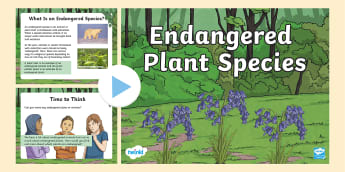 KS2 Endangered Plant Species Information Powerpoint