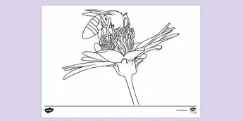 Pollination Resources | twinkl.co.uk