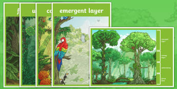 Rainforest Classroom Display Resources Primary Resources