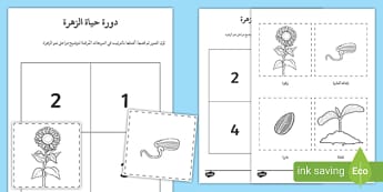 نشاط مراحل دورة حياة الزهرة، لتلاميذ المراحل الأولى.