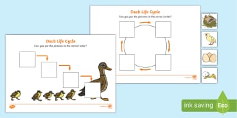 ANIMAL SCIENCE: Duck Life Cycle, Traits, Adaptations, and Animal