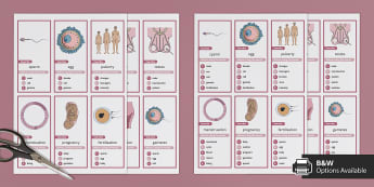 Human Reproduction | KS3 Biology | Beyond - Twinkl