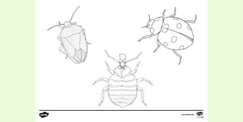 Free Pill Bug Colouring Page Colouring Sheets