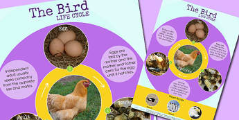 KS2 Life Cycles of Mammals, Amphibians, Insects and Birds
