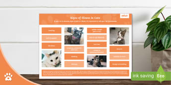 Signs of Illness in Cats - Display Poster - Twinkl Pets