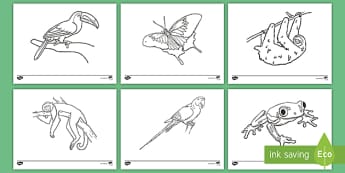 Colouring Pages of Tropical Animals for Kids (teacher made)