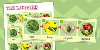 Ladybird Activities for Early Years | Life-Cycle Resources