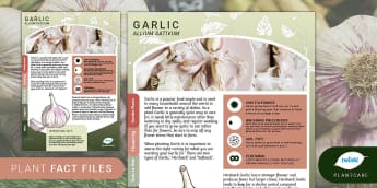 Garden Plant Fact File: Garlic, Spring, Plants