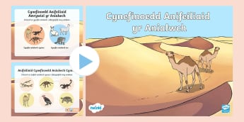 Pwêrbwynt Cynefinoedd Anifeiliaid yr Anialwch