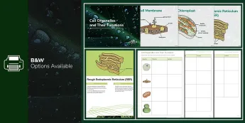 Biology Functions | twinkl.co.uk