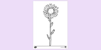 Free Daisy Flower Garden Colouring Colouring Sheets