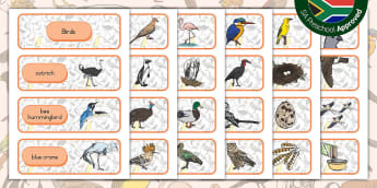 Preschool: Birds - Word Cards