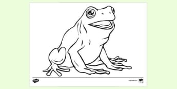 What is a Frog? Informational Teaching Wiki - Twinkl