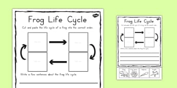 Frog Life Cycle  Twinkl Information and Resources - Twinkl