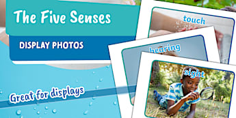 Senses Grade R Senses - Grade R - English Medium South Africa - Twinkl