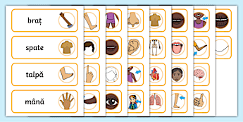 Body Word Cards | twinkl.co.uk