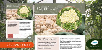 Garden Veg Fact File: Cauliflower, Plant, growing vegetables