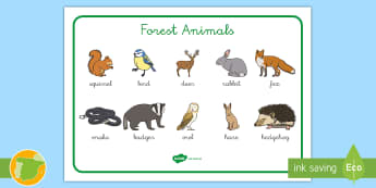 35 animales que empiezan por L que debes conocer - ¡En español y en inglés!