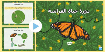 بوربوينت عن دورة حياة الفراشة | موارد تعليم عربية
