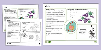 Cell Flow Chart | Twinkl