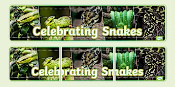 Snake Class Display Snakes Activities | twinkl.co.uk