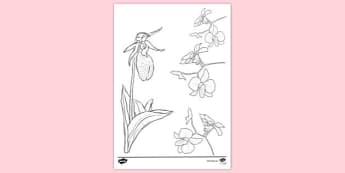 Orchid Flower Poster F 6 Display Resources Science