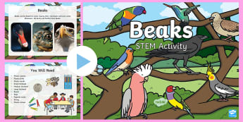 Bird Beak Adaptation STEM PowerPoint - Bird beaks, Bird, Beak, Adaptation, STEM, Collaboration, Year 1, Year 3, Year 5, ACSSU017, ACSSU044,