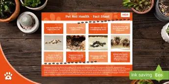 Ants Resources | twinkl.com.au