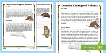 Canada's Endangered Animals Fact File - Great Canadian Animals, canada, endangerment, owl, otter, wolverine, beluga, reading