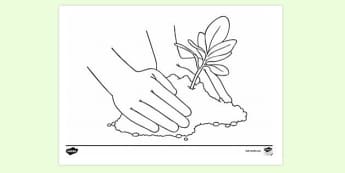 small pot plants Baby Rubber Plant main image 1