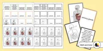 Digestive System Biology • Twinkl.com