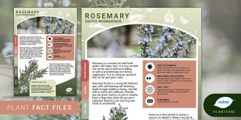 Garden Plant Fact File: Rosemary, outdoor plants, Herbs