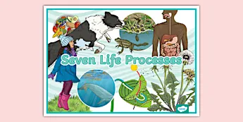 Life Processes Project Life Processes Posters | twinkl.co.uk