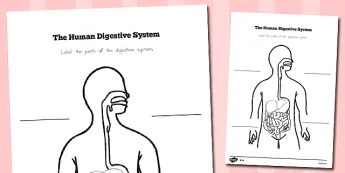 Digestive System Worksheets | twinkl.co.uk